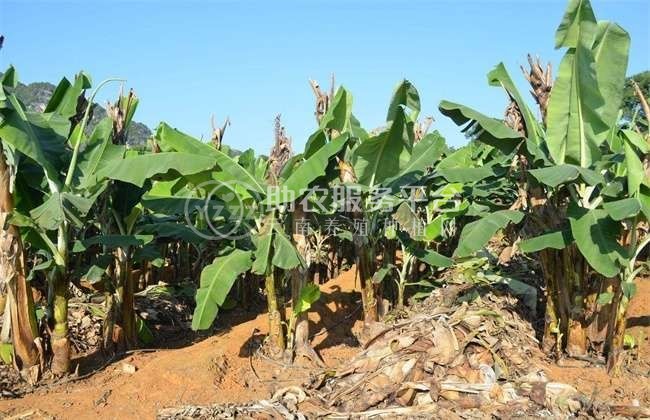 红河绿蕉种植中心 供应量 8吨图1