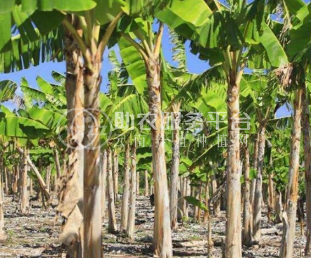 红河绿蕉种植中心 供应量 8吨图2