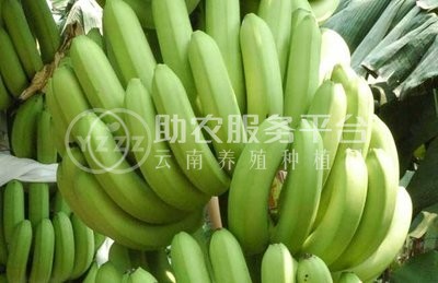 红河绿蕉种植中心 供应量 8吨图3
