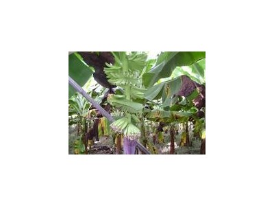 红河绿蕉种植中心 供应量 8吨图4