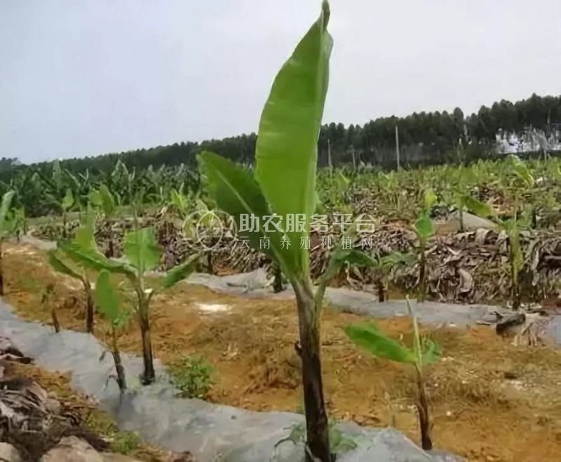 红河绿蕉种植中心 供应量 8吨图5