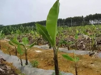 红河绿蕉种植中心 供应量 8吨图5