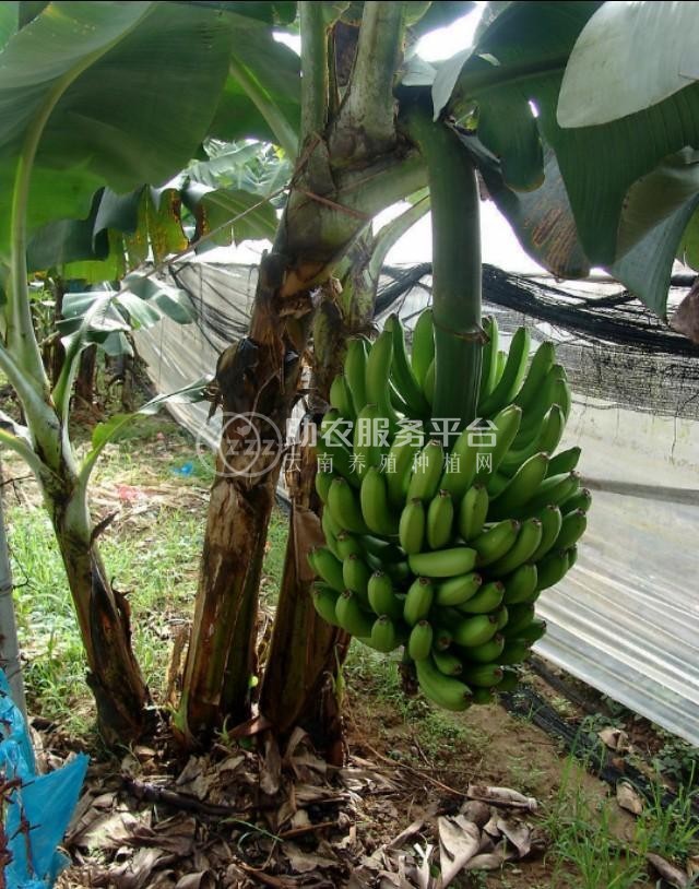 红河绿蕉种植中心 供应量 8吨图8