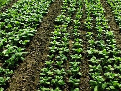 昆明菠菜种植基地供应量8吨图3