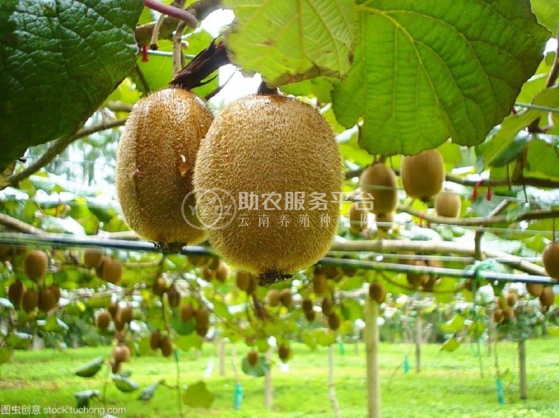 红河迷晨猕猴桃种植中心 供应量4吨图7