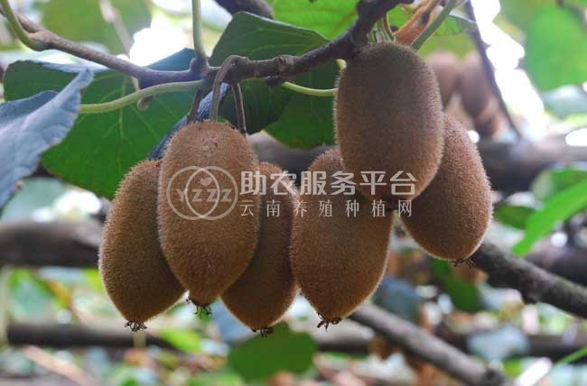 红河迷晨猕猴桃种植中心 供应量4吨图4