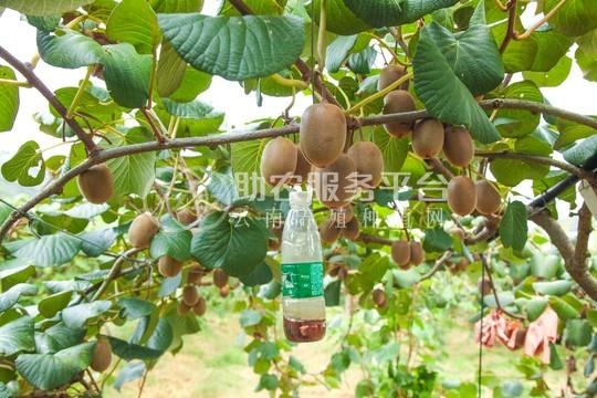 红河迷晨猕猴桃种植中心 供应量4吨图3