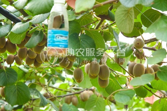 红河迷晨猕猴桃种植中心 供应量4吨图2