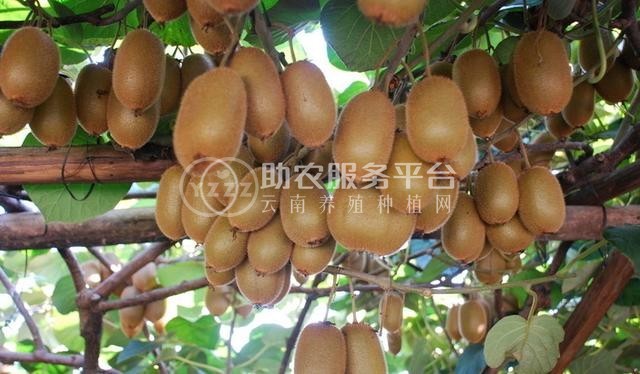 红河迷晨猕猴桃种植中心 供应量4吨图1