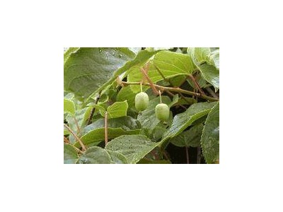 红河迷晨猕猴桃种植中心 供应量4吨图8