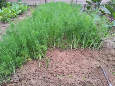 昆明茴香苗种植基地供应量7吨图3