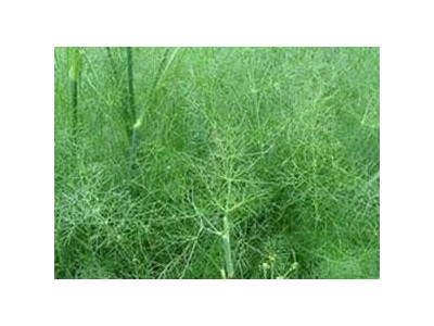 昆明茴香苗种植基地供应量7吨