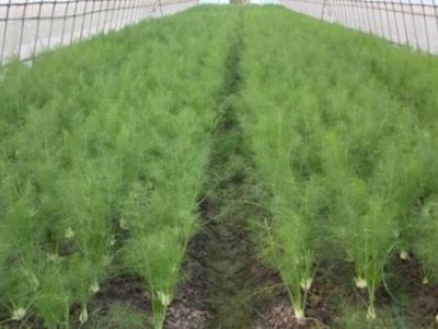 昆明茴香苗种植基地供应量7吨图2