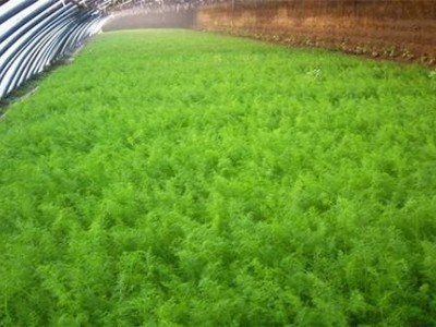 昆明茴香苗种植基地供应量7吨图4