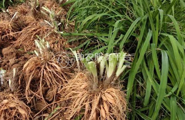 曲靖黄花菜种植基地供应5吨图1