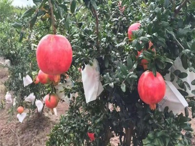 红河晨峰石榴种植基  地供应量8吨图4