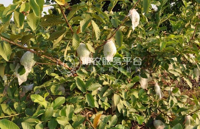 红河晨峰石榴种植基  地供应量8吨图2