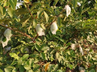 红河晨峰石榴种植基  地供应量8吨图2