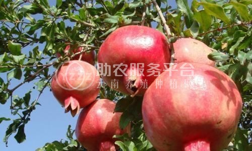 丽江鹤山市石榴种植基地 供应量6吨图1