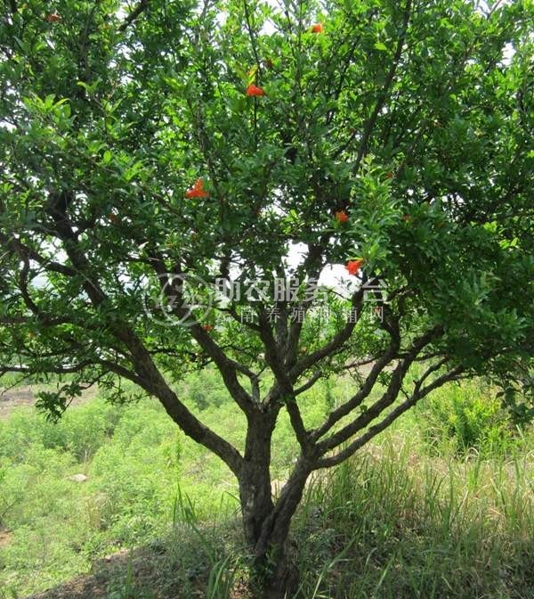 红河晨峰石榴种植基  地供应量8吨图1