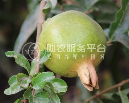丽江鹤山市石榴种植基地 供应量6吨图4