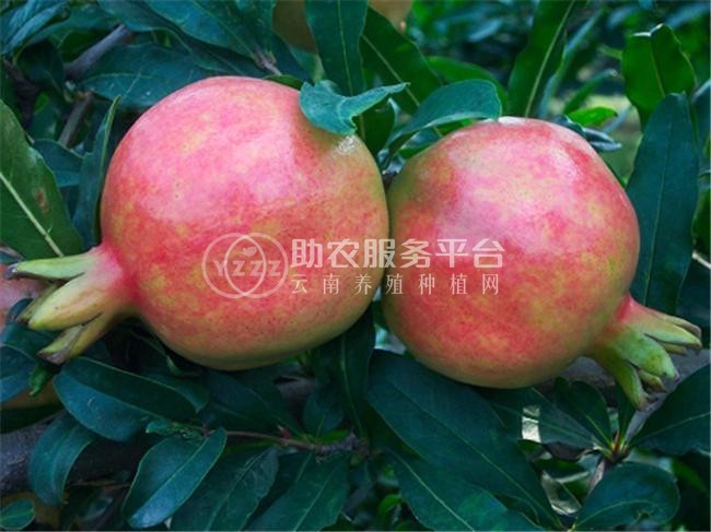 丽江鹤山市石榴种植基地 供应量6吨图3