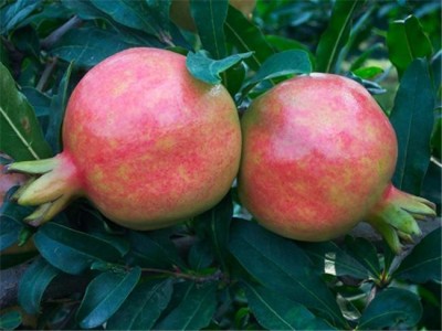 丽江鹤山市石榴种植基地 供应量6吨图3