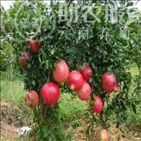 丽江鹤山市石榴种植基地 供应量6吨图2