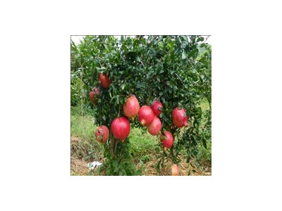 丽江鹤山市石榴种植基地 供应量6吨图2