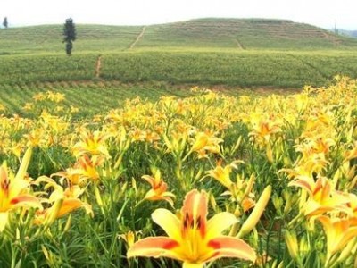 曲靖黄花菜种植基地供应5吨图2