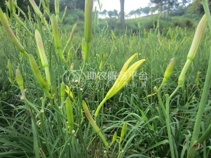曲靖黄花菜种植基地供应5吨图3