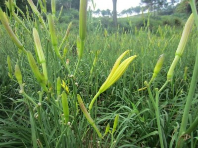 曲靖黄花菜种植基地供应5吨图3