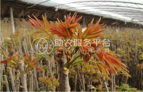 昆明香椿种植基地供应量6吨图2