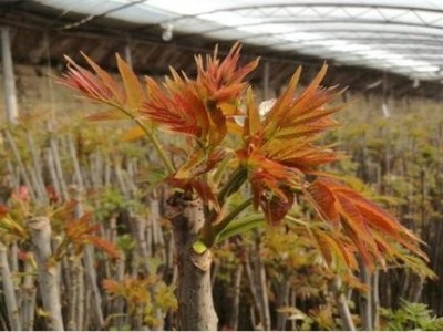 昆明香椿种植基地供应量6吨图2