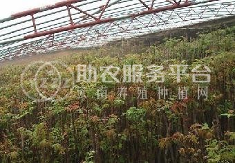 昆明香椿种植基地供应量6吨图3
