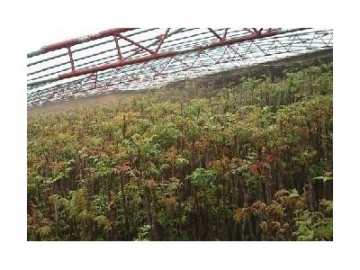 昆明香椿种植基地供应量6吨图3