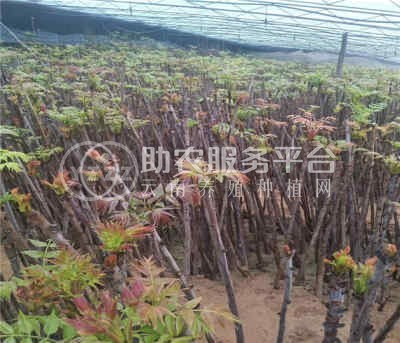 昆明香椿种植基地供应量6吨图1