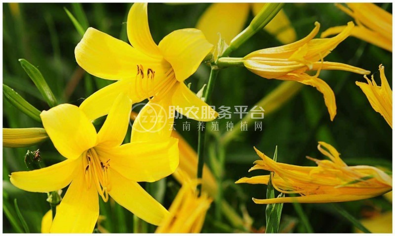 曲靖黄花菜种植基地供应5吨图4