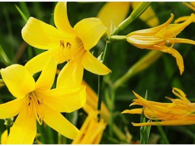 曲靖黄花菜种植基地供应5吨图4
