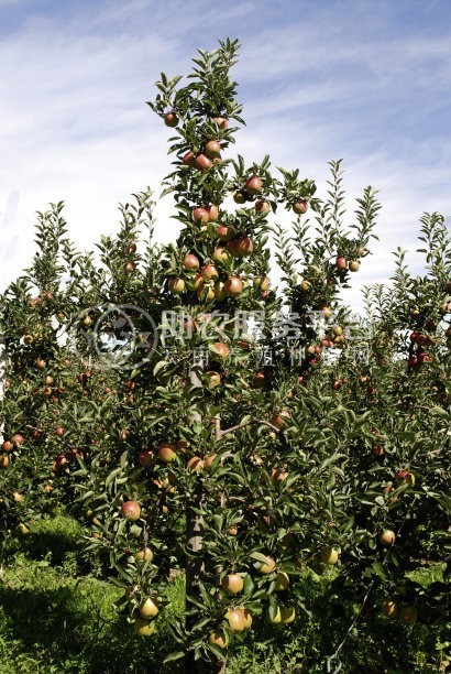 红河苹果种植基地 供应量 10吨图3