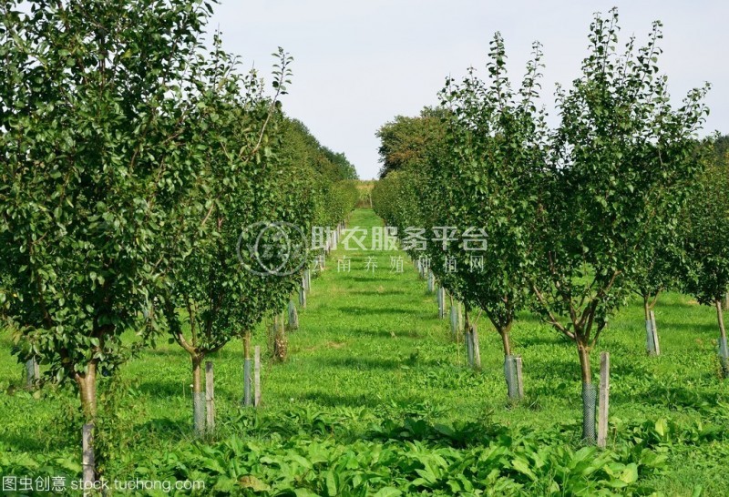 红河苹果种植基地 供应量 10吨图5