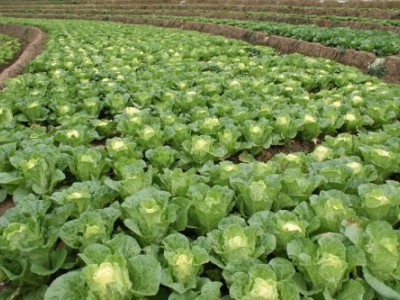 昆明娃娃菜种植基地供应量9吨图3