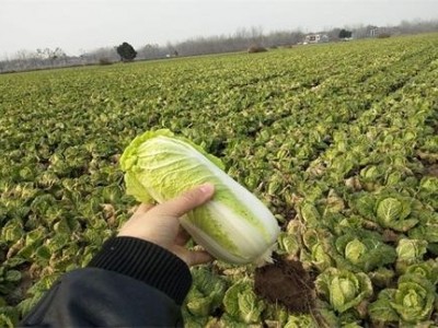 昆明娃娃菜种植基地供应量9吨图2