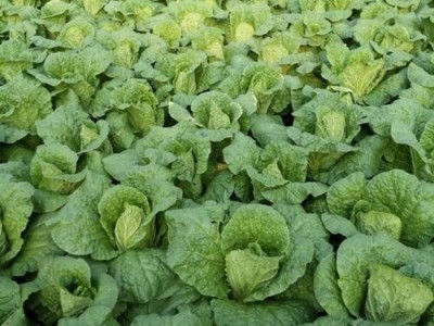 昆明娃娃菜种植基地供应量9吨