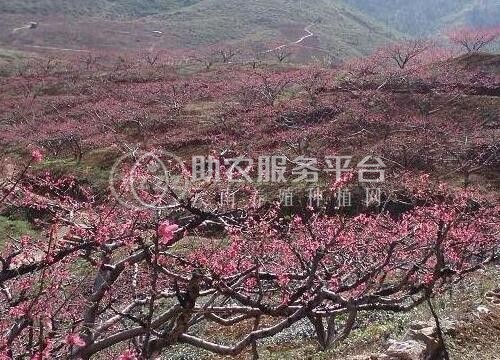 红河元阳县蜜桃种植基地  供应量10 吨图5