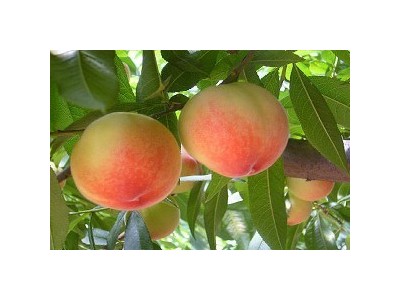红河元阳县蜜桃种植基地  供应量10 吨图7