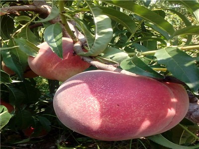 红河元阳县蜜桃种植基地  供应量10 吨图4