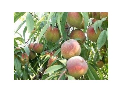 丽江巅缘水蜜桃种植基地 供应量3吨图4