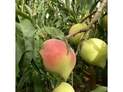 丽江巅缘水蜜桃种植基地 供应量3吨图3