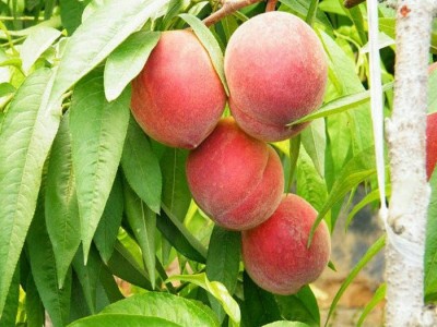 丽江巅缘水蜜桃种植基地 供应量3吨图2
